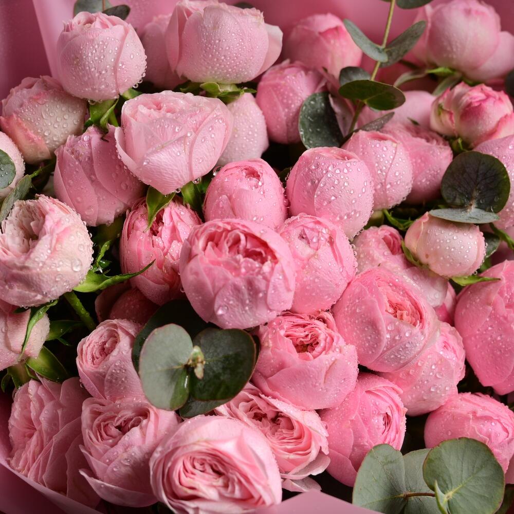 Mono Bouquet of Mansfield Peony Roses 6097, Flowers Dubai, United Arab ...