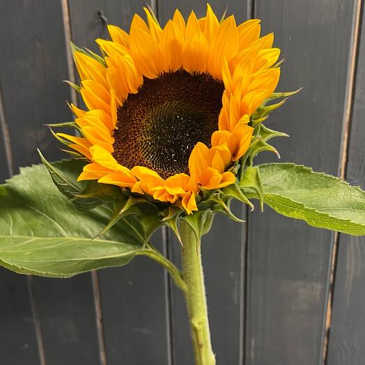 Подсолнух 🌻