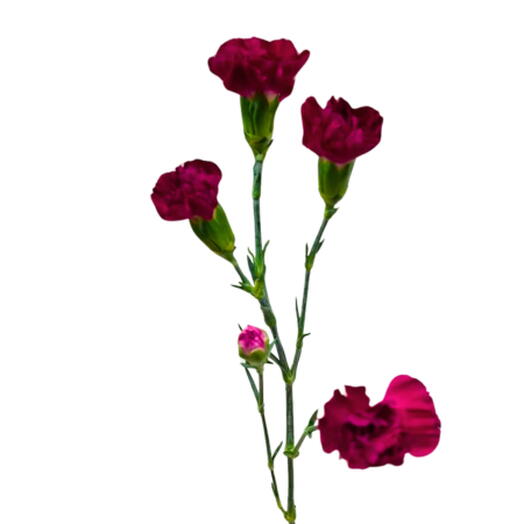 Dark Pink Carnation