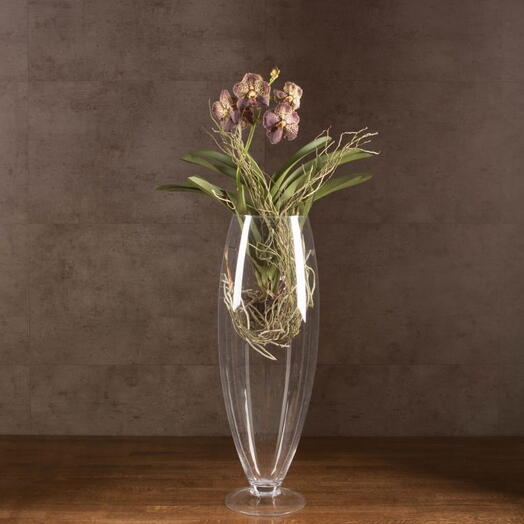 Indoor plant Vanda Orchid in a glass of Champagne black and yellow