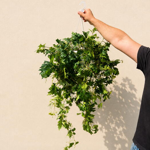 Cissus