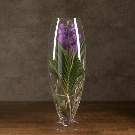 Vanda orchid in a glass of Champagne dark purple