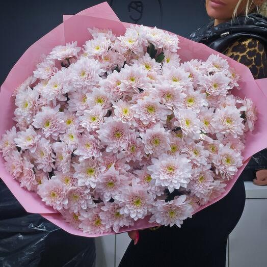 Pink chrysanthemum