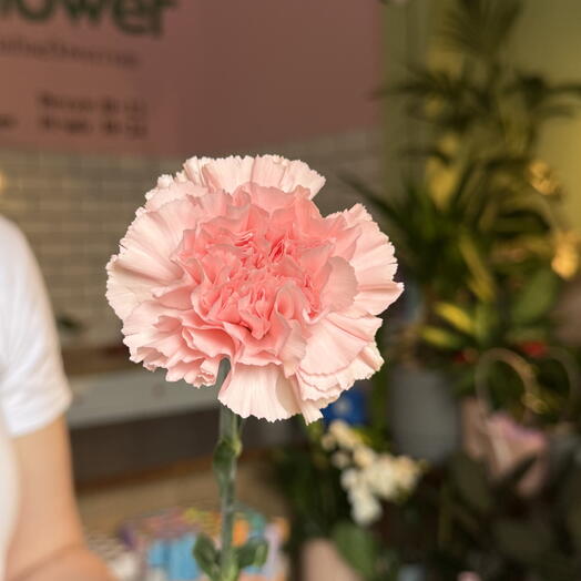 Pink carnation