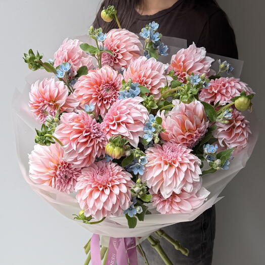 Dahlia peachess, Oxypitalum 15