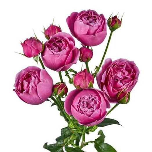 Stem roses "Misty bubbles"