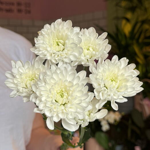 White daisy