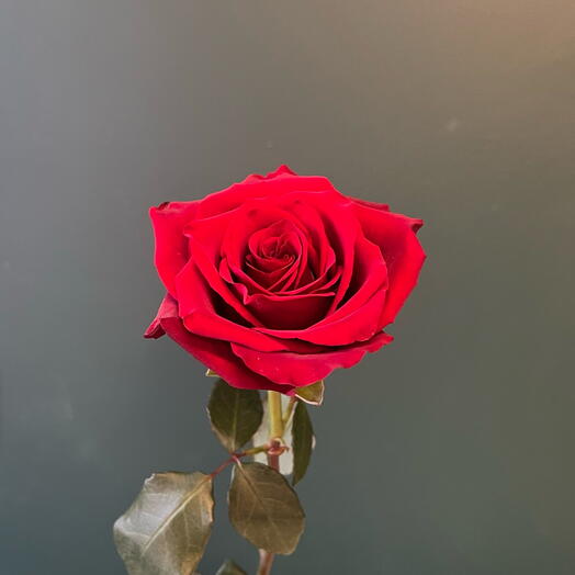 Red rose 70cm