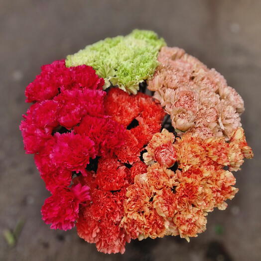 Carnation WOW