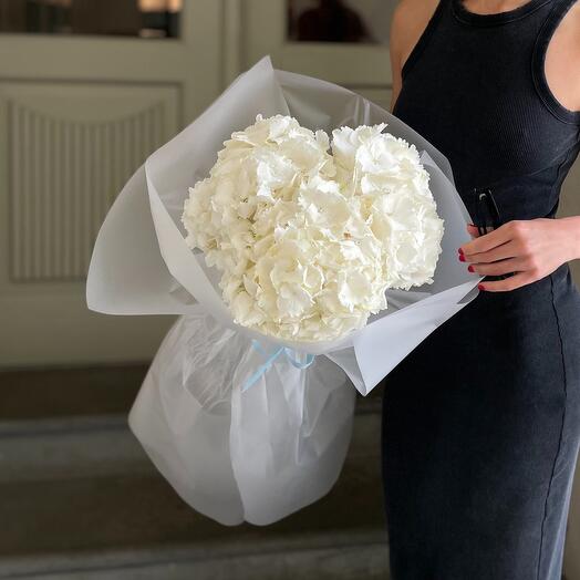 Hydrangea 3