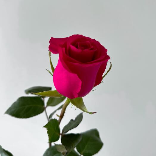 Dark pink rose 70cm