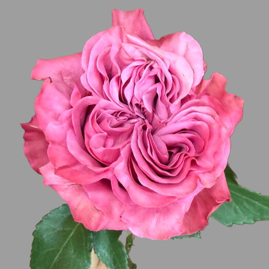 Peony rose