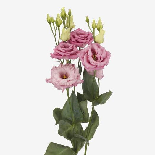 Eustoma (pink)
