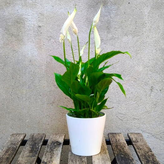 Midi Spathiphyllum in a ceramic pot