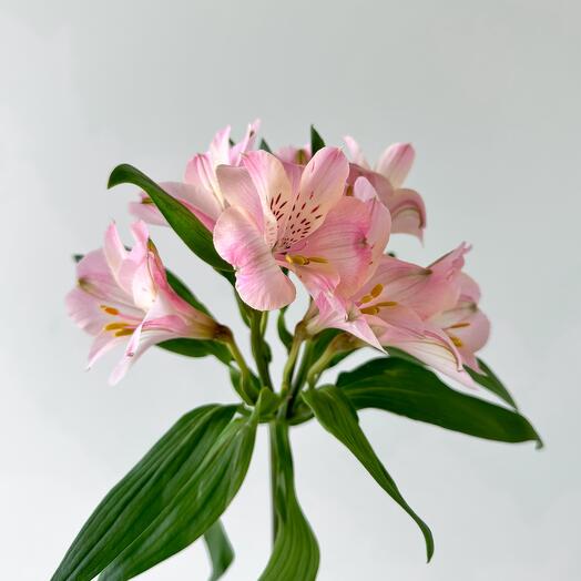 Pink alstromeria