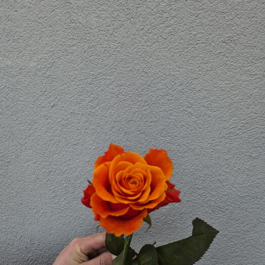 Orange Roses - Choose from 9 pieces