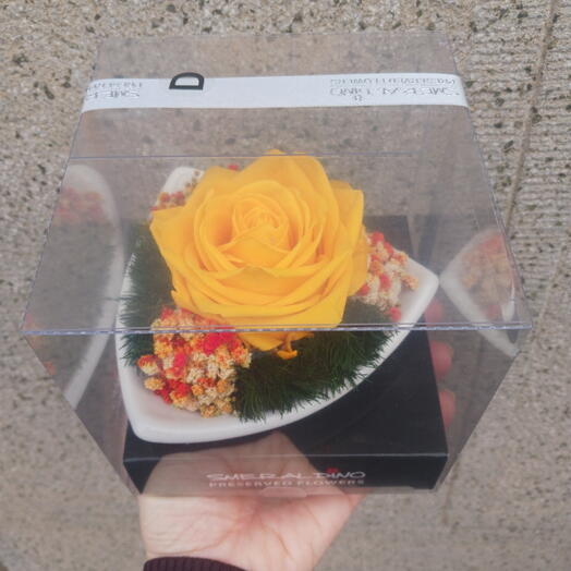Yellow stabilized rose