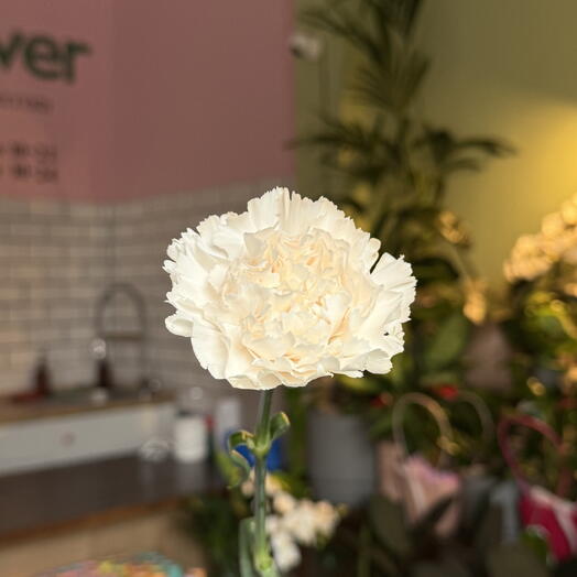 Creamy carnation