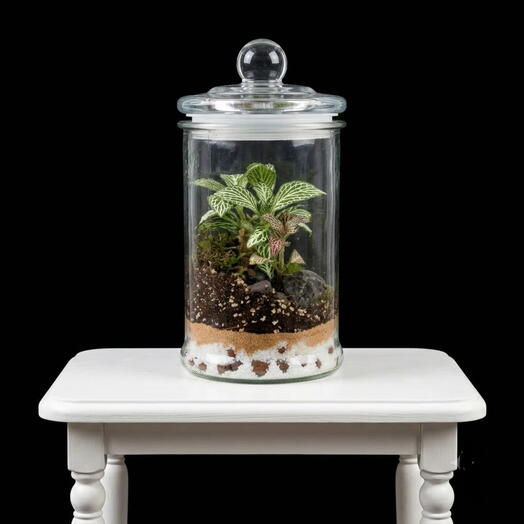 Elysian Terrarium