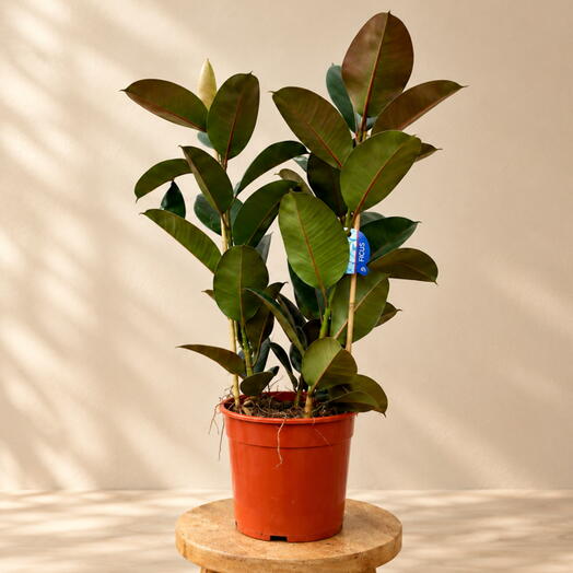 Ficus elastica