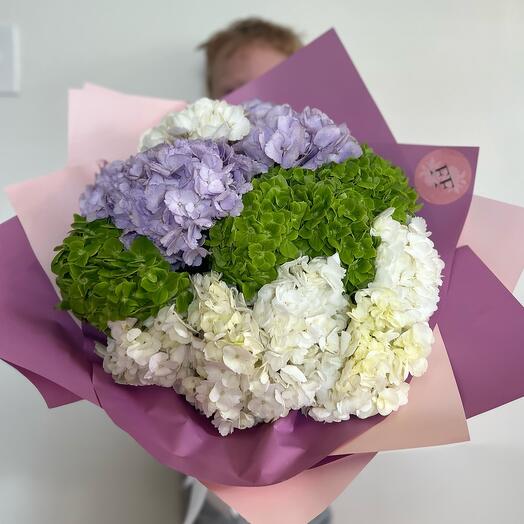 Hydrangea
