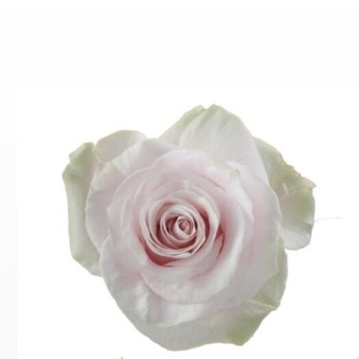 Roses pink mondial