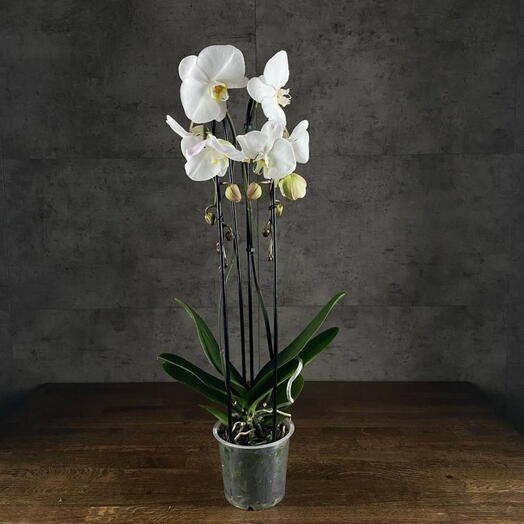 White Phalaenopsis orchid in a pot