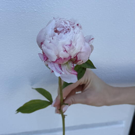 Wow peonies