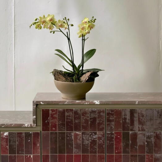 Orchideenkomposition