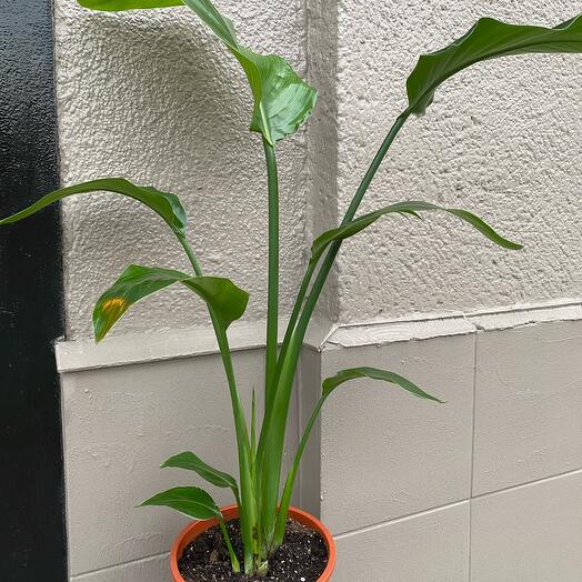 Strelitzia