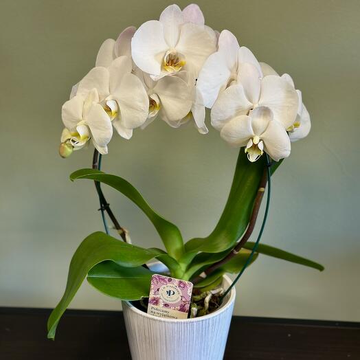 Orchidee