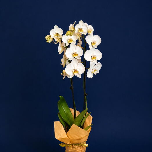 White orchid in packaging
