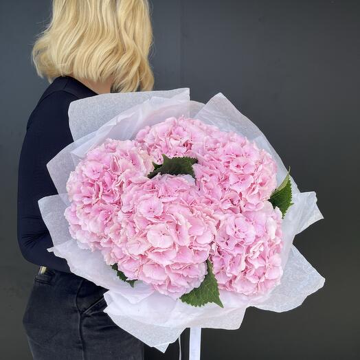 Ortensia rosa 5