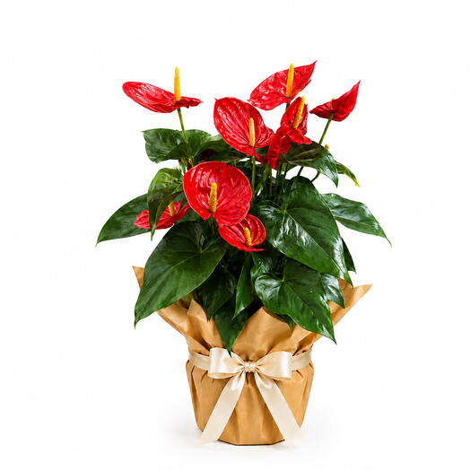 Luxury Red Anthurium Plant Gift
