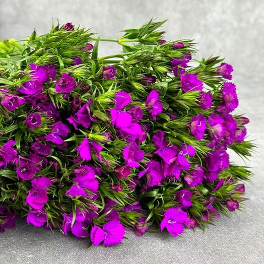 Dianthus purple