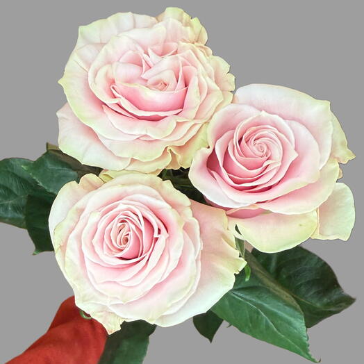 Pink rose