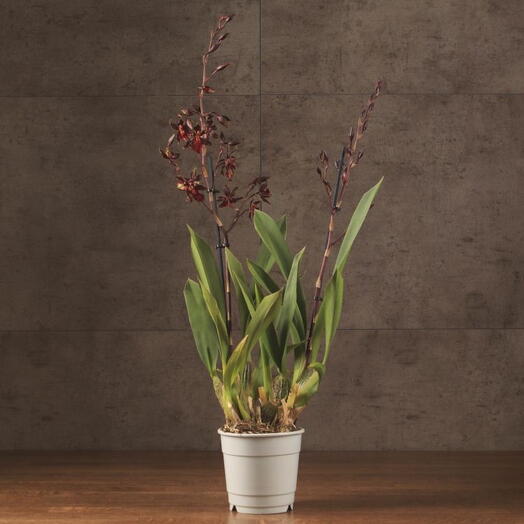 Indoor plant Orchid Cambria Black Cat Black