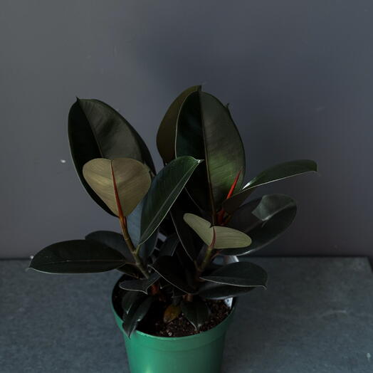 Ficus  Burgundy  8"