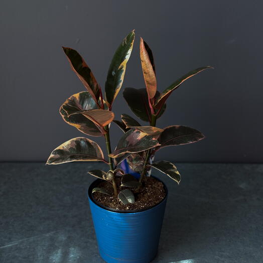 Ficus elastica  Ruby  6"