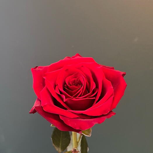 Red rose 50cm