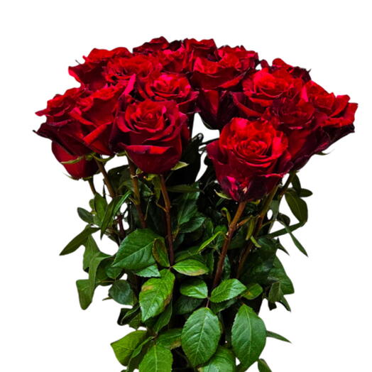 Red roses 15 psc. (60-70 cm)