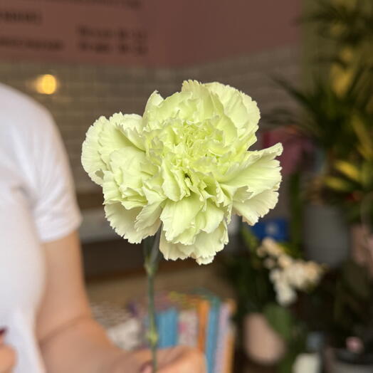 Green carnation