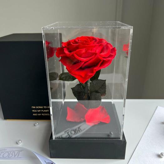 Eternal red heart-shaped rose in a black acrylic tower.