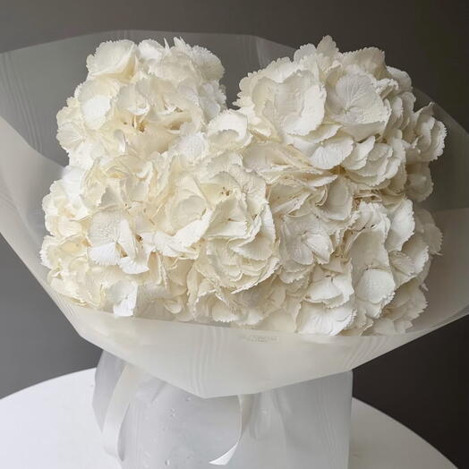 Hydrangea white 5