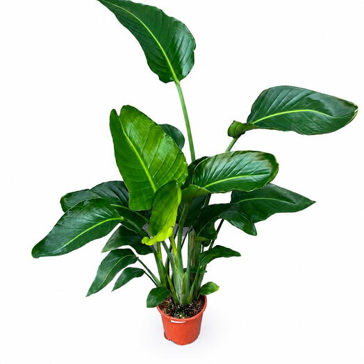 Strelitzia