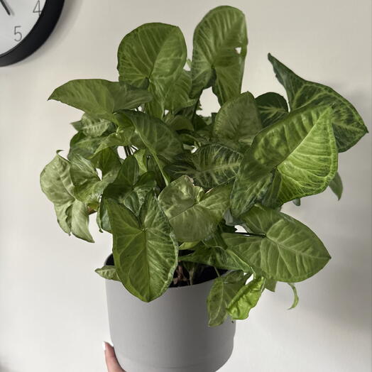 Syngonium
