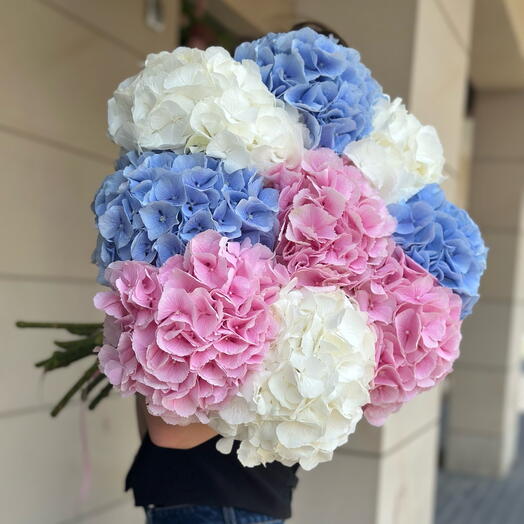 Hydrangea mix mono