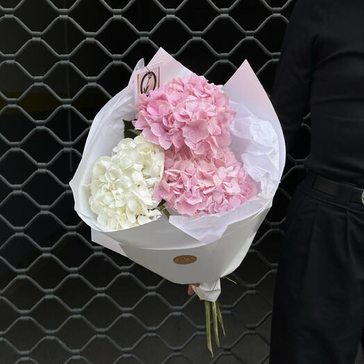 Hydrangea 3