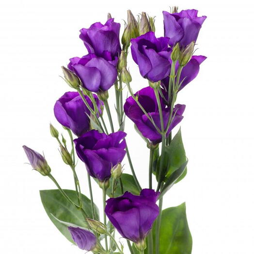 Eustoma púrpura