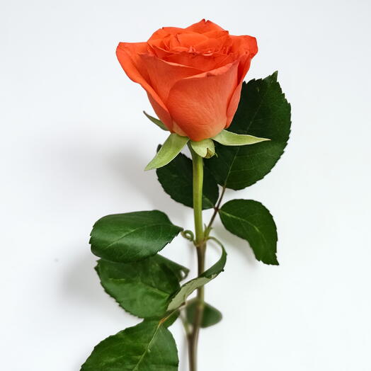 Rose On Fire